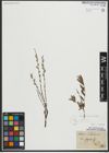 Foto von Salix repens subsp. rosmarinifolia (L.) Andersson